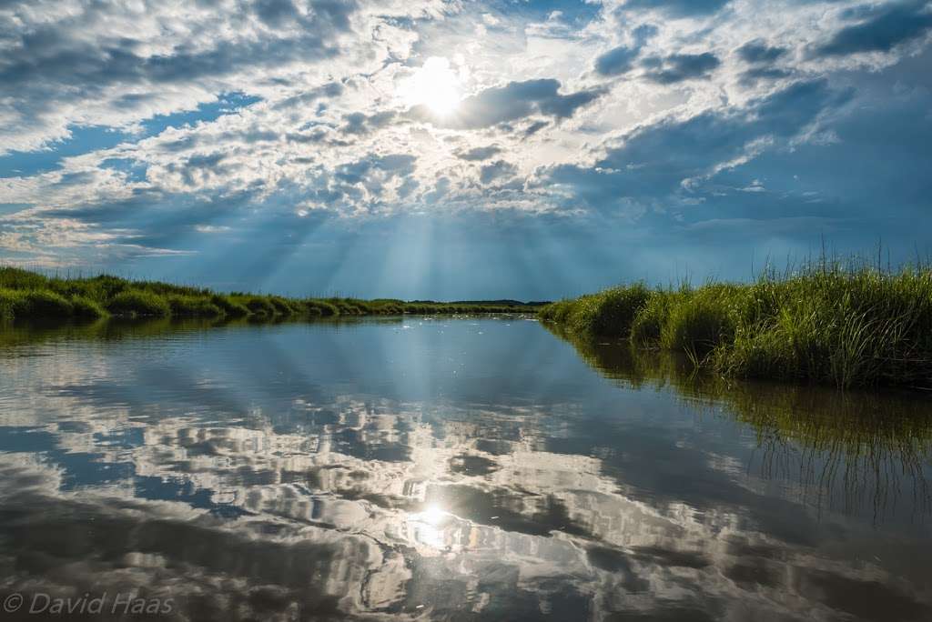 Cedar Swamp State Wildlife Management Area | Townsend, DE 19734, USA