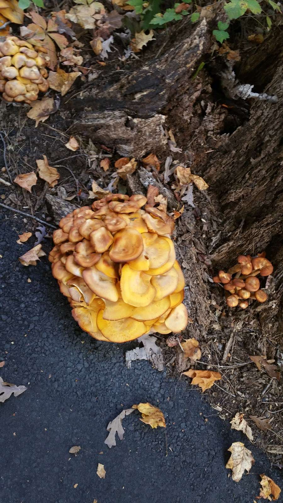 Davidson Pointe Pool Parking | Sweet Magnolia Ct, Mooresville, NC 28115, USA