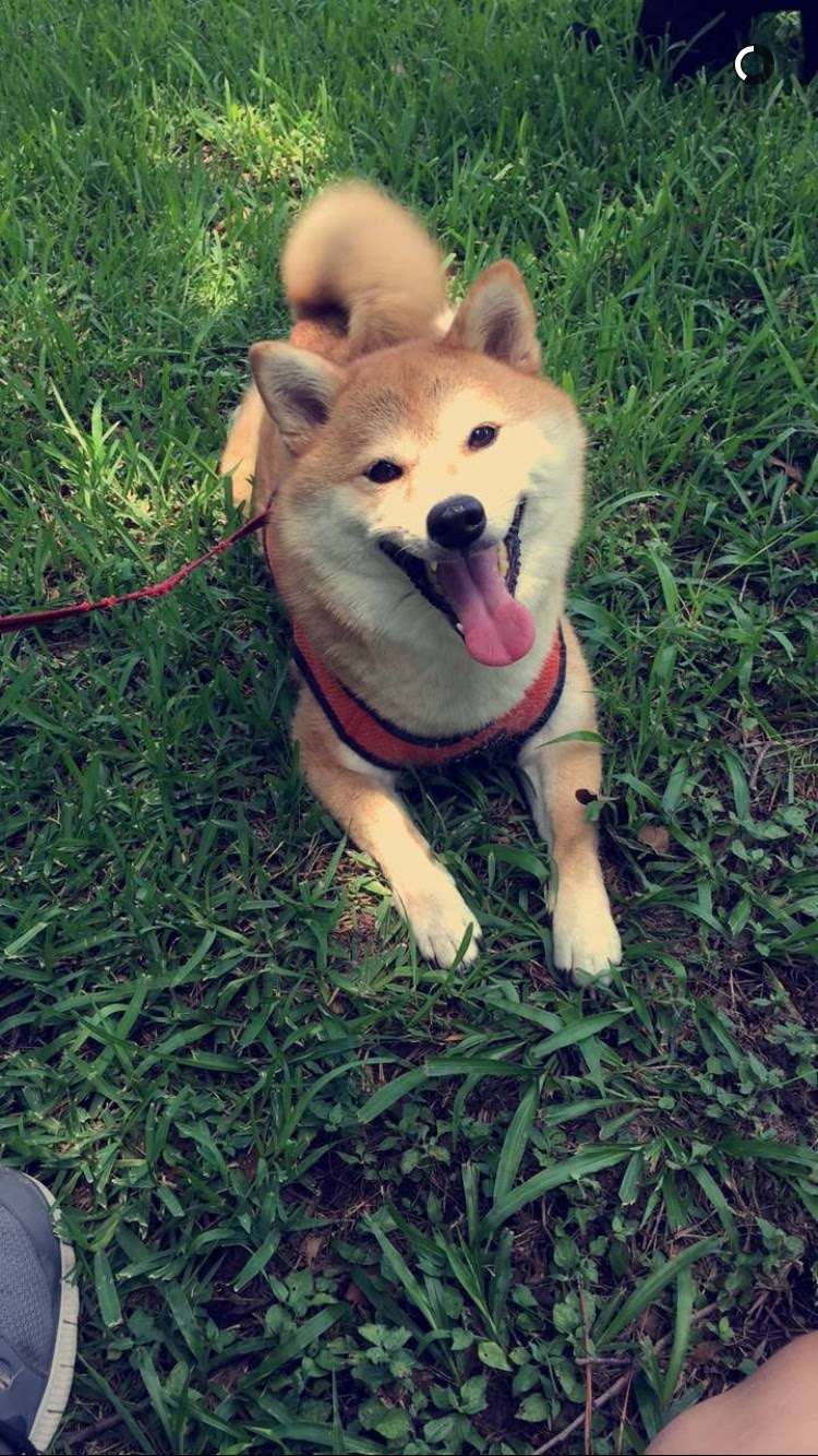 pet care express 43rd