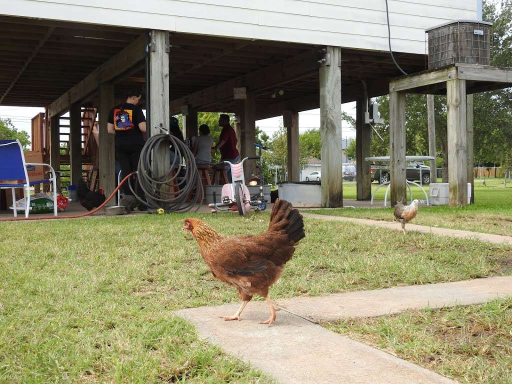 SeaBreeze Hens | 831 12th St, San Leon, TX 77539, USA | Phone: (281) 900-0183