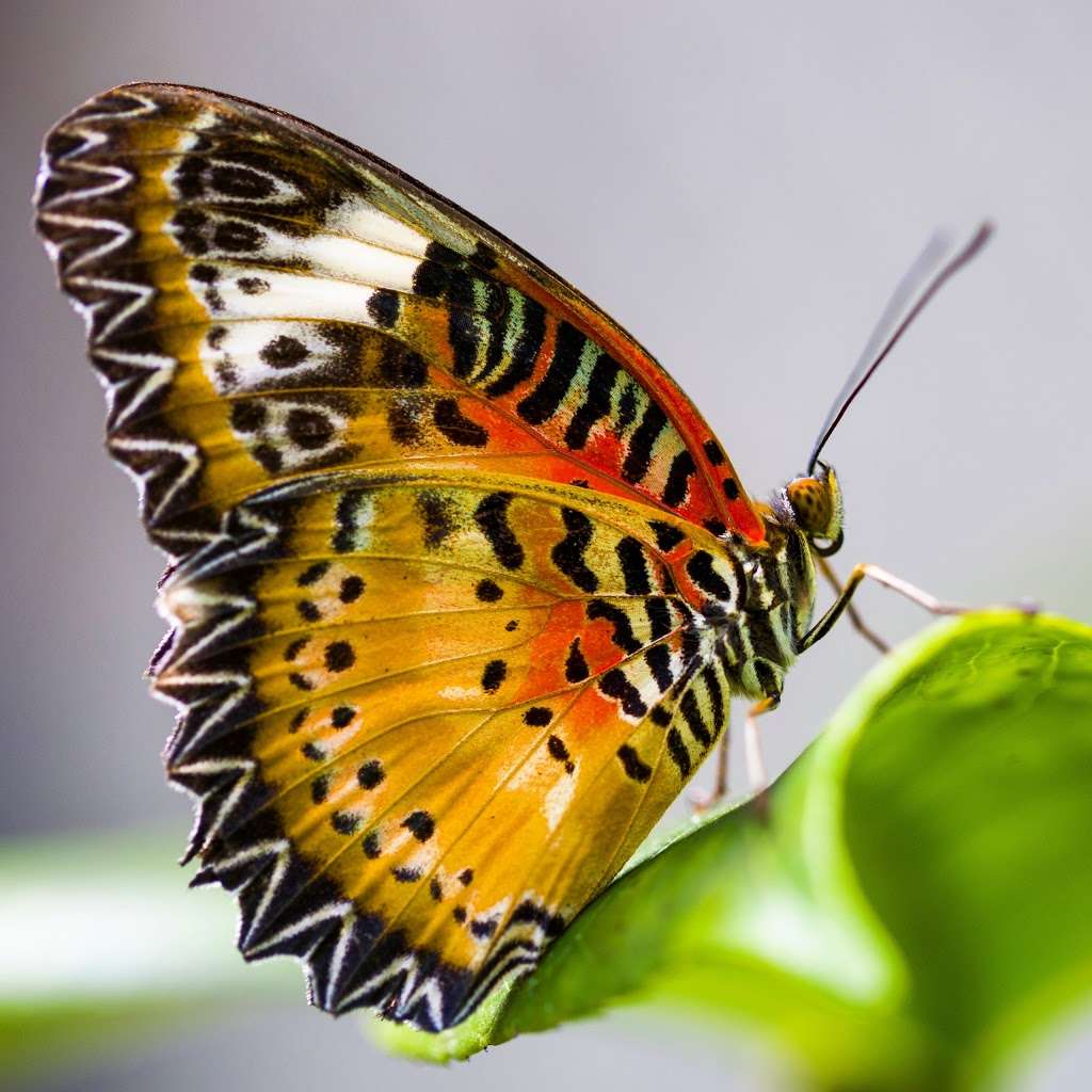 The Butterfly Place | 120 Tyngsboro Rd, Westford, MA 01886, USA | Phone: (978) 392-0955