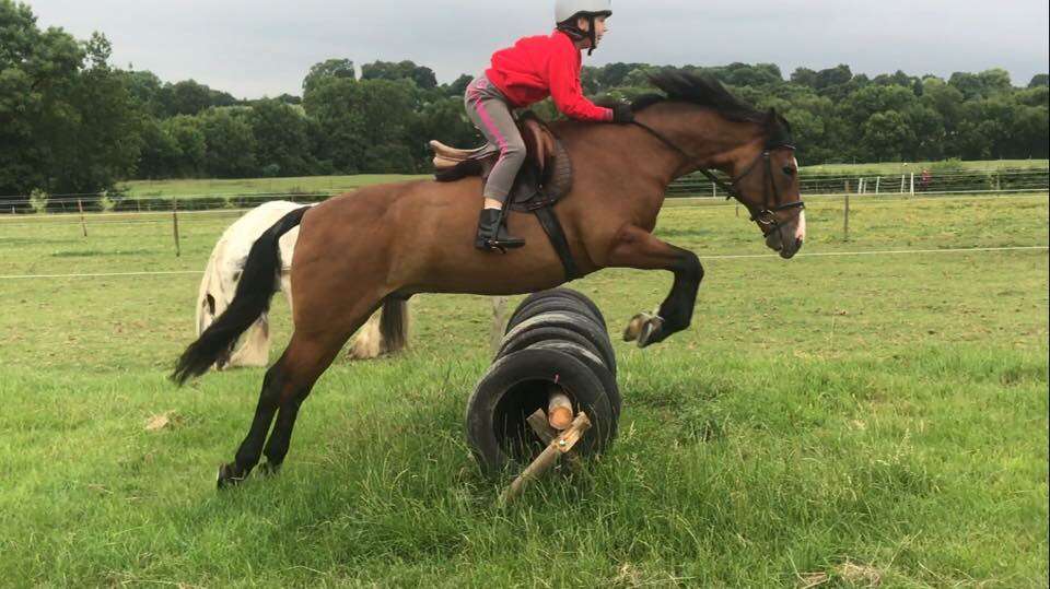 Little Dunks Livery Yard | Cuckoo Ln, Brenchley, Tonbridge TN12 7HX, UK | Phone: 07966 172422