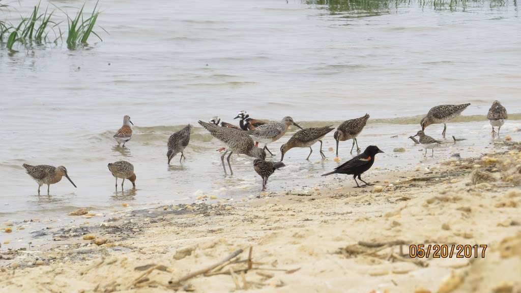 Heislerville Wildlife Management Area | Heislerville, NJ 08324, USA | Phone: (856) 785-0455