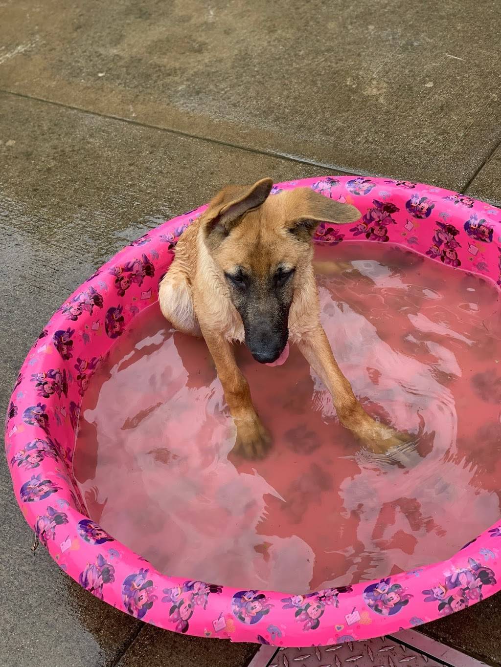 Mt. Airy Dog Park | 3006 Westwood Northern Blvd, Cincinnati, OH 45211, USA | Phone: (513) 352-4080