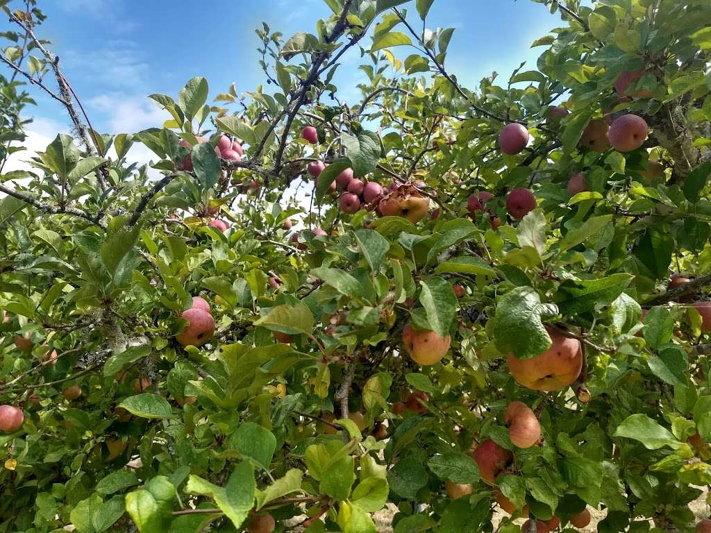 Swanton Pacific Ranch U-Pick Apples | 473-475 Swanton Rd, Davenport, CA 95017 | Phone: (831) 458-5410