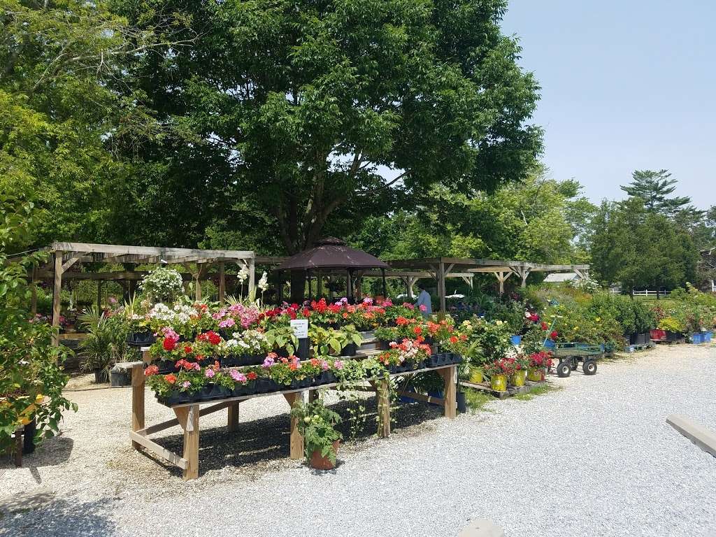 Ellie & Wild Bills Farm Market and Garden Center | 517 S Delsea Dr, Cape May, NJ 08204, USA