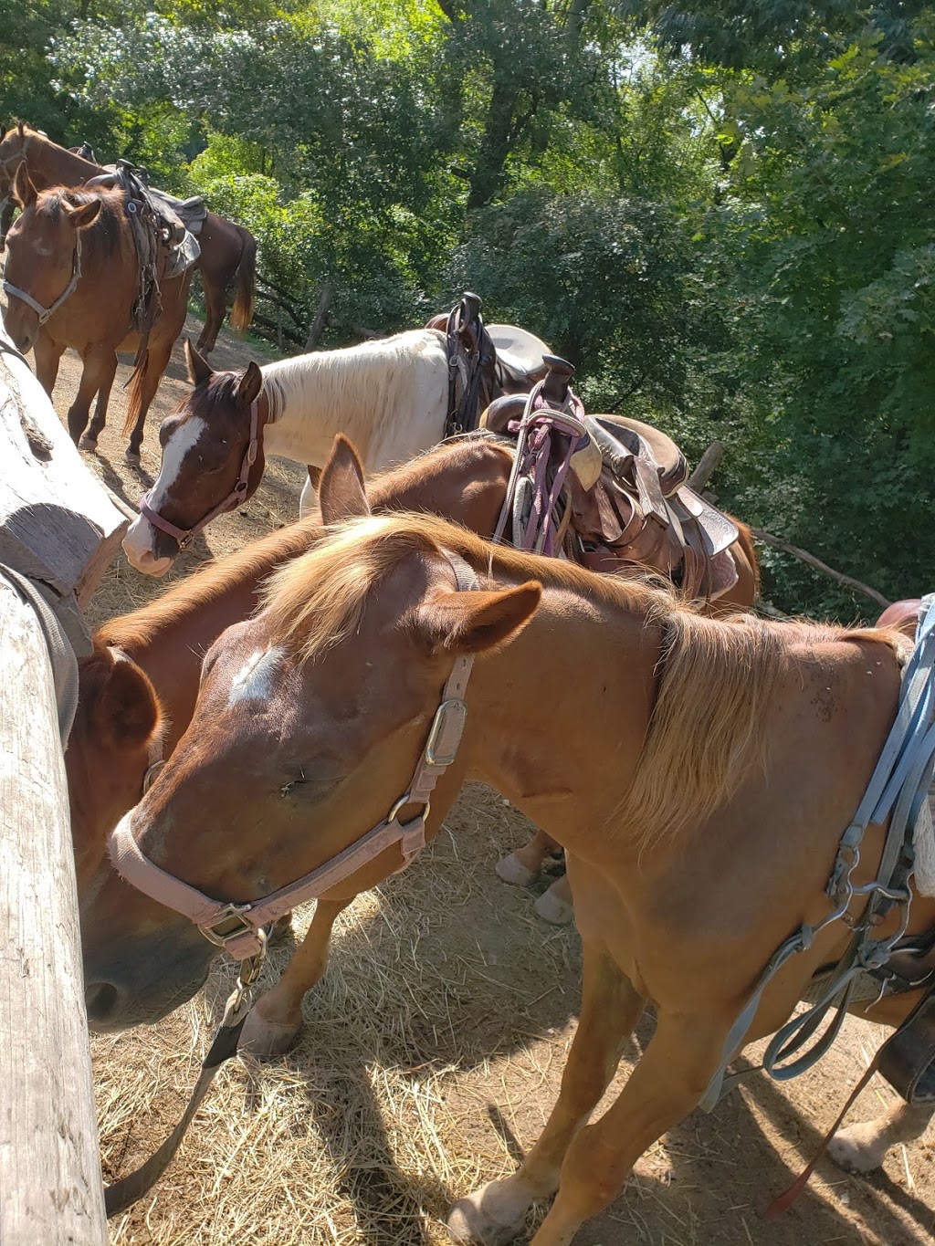 Grandpa Jeffs Trailrides | 5889 S Skinner Rd, Morgantown, IN 46160, USA | Phone: (812) 272-0702