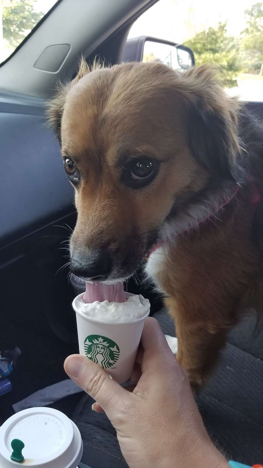 Starbucks | 3470 Park Ave W, Denver, CO 80216, USA | Phone: (303) 433-1217 Starbucks | 3470 Park Ave W, Denver, CO 80216, USA | Phone: (303) 433-1217