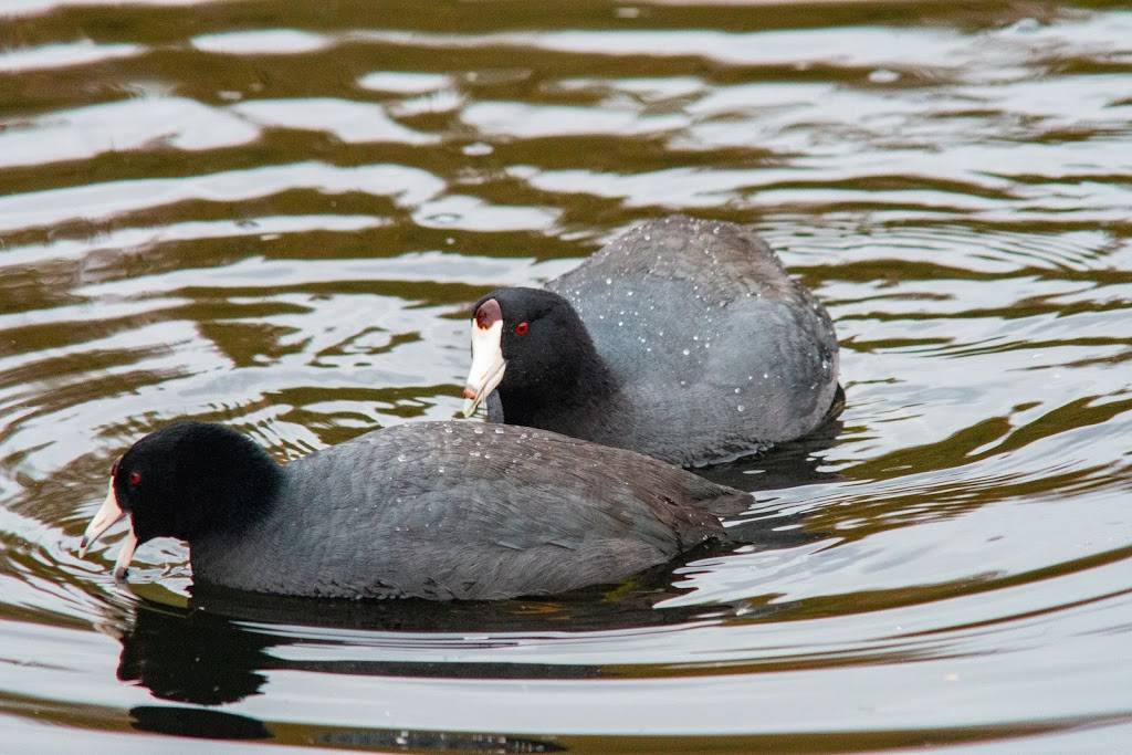 Sweetwater Wetlands Park | 2511 W Sweetwater Dr, Tucson, AZ 85745, USA | Phone: (520) 791-4331