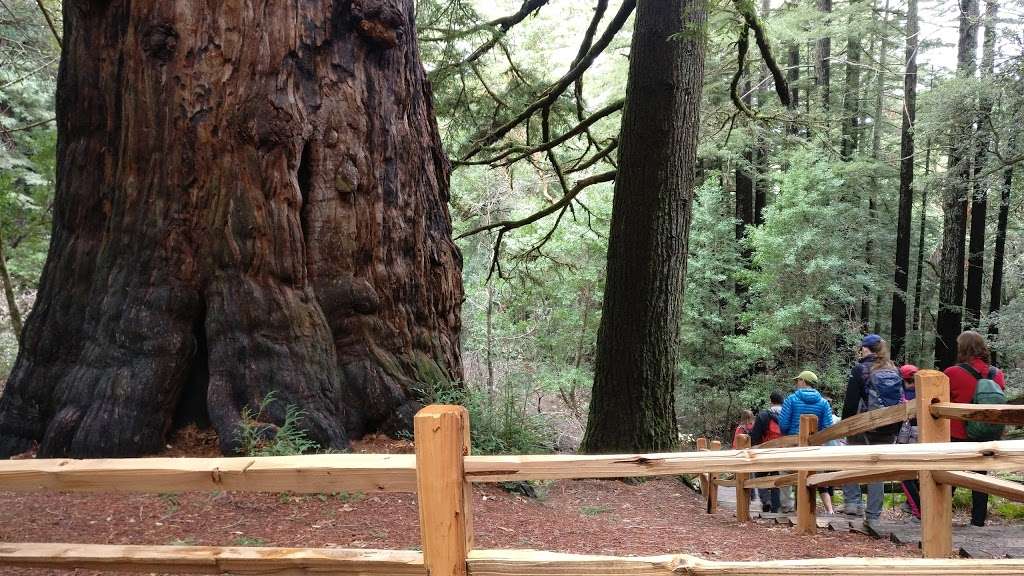 Methuselah Tree | Redwood City, CA 94062, USA