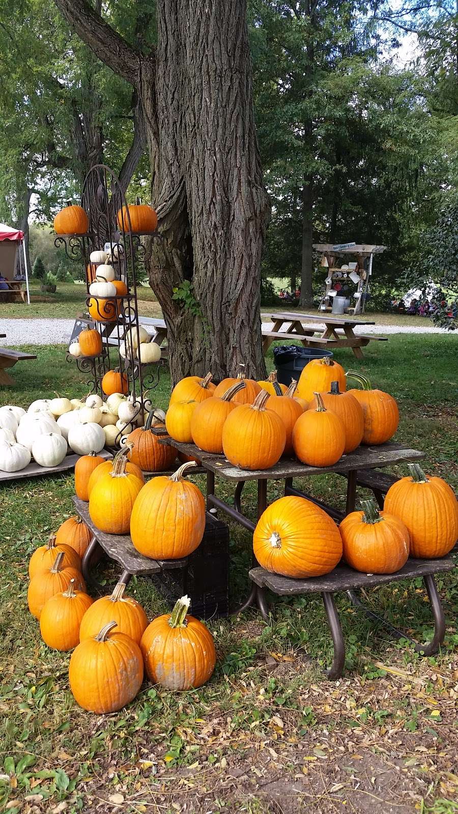 Dulls Tree Farm and Pumpkin Harvest | 1765 W Blubaugh Ave, Thorntown, IN 46071, USA | Phone: (765) 325-2418