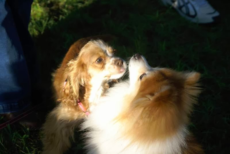 Pets Here & Now Pet Sitting and Dog Walking Services | 249 Lake Dr, South Hamilton, MA 01982, USA | Phone: (978) 468-9513