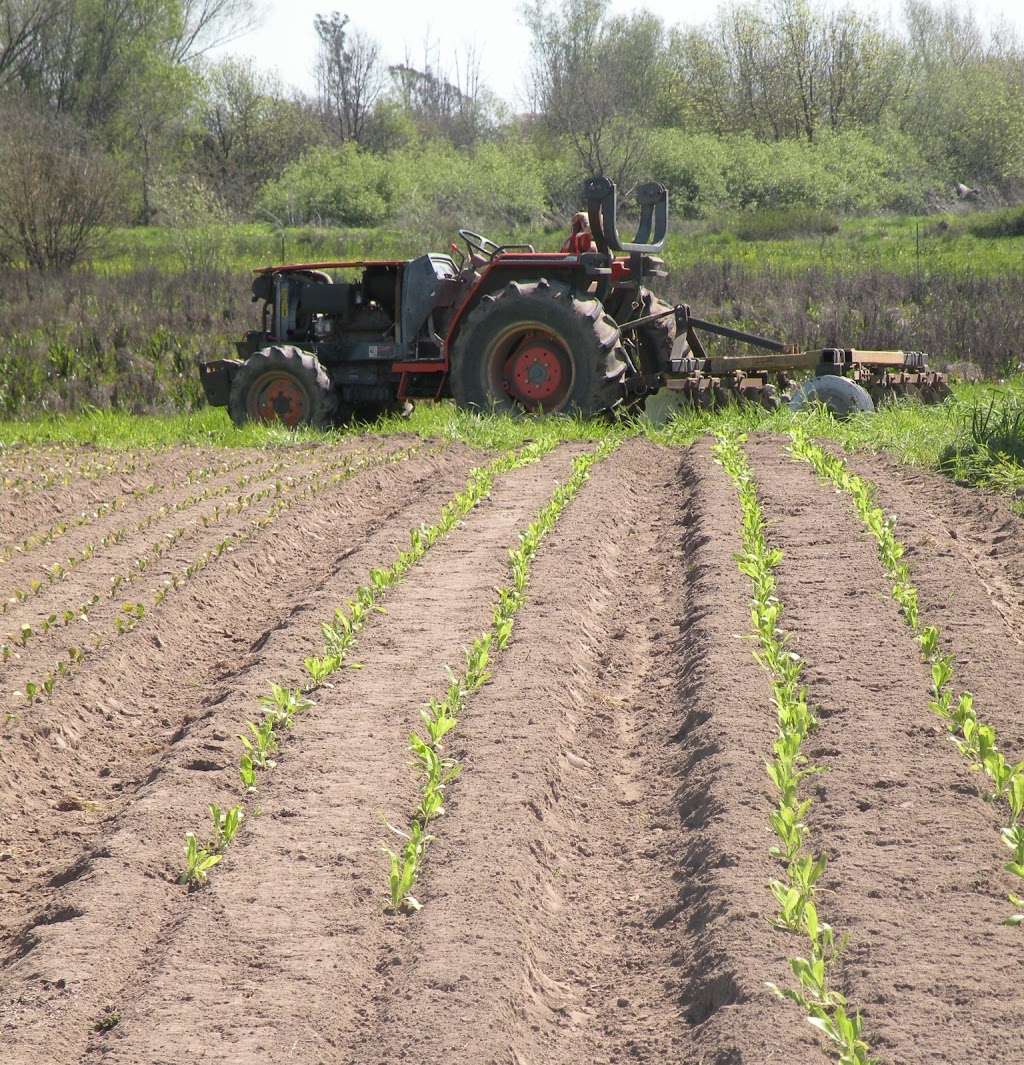 Laguna Farm CSA | 1764 Cooper Rd, Sebastopol, CA 95472, USA | Phone: (707) 823-0823