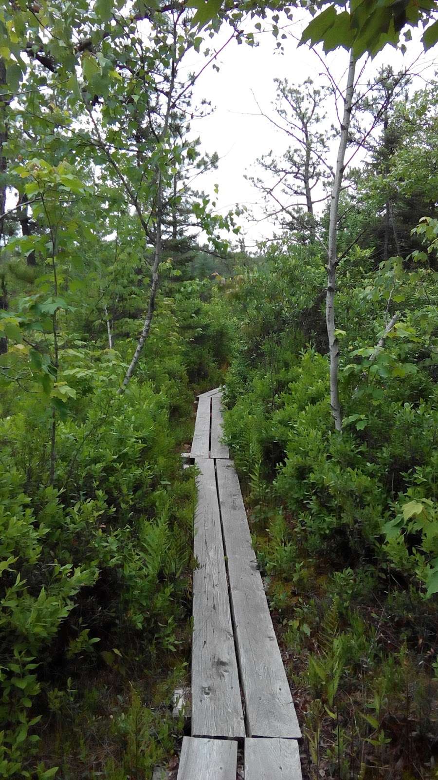 Ponemah Bog Wildlife Refuge | Amherst, NH 03031, USA