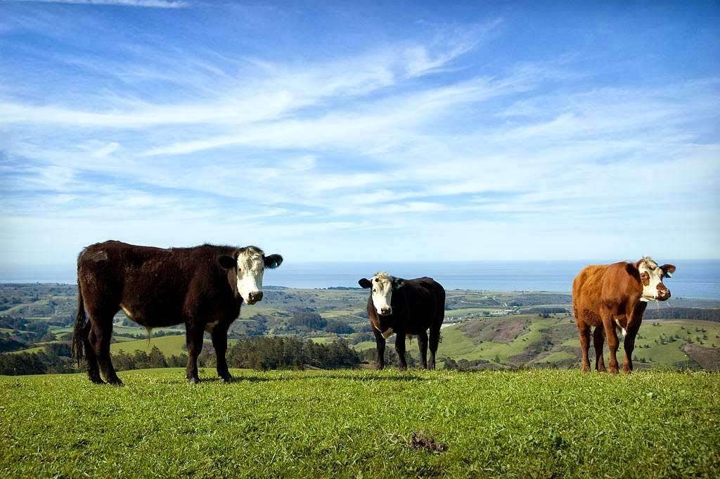 Leftcoast Grassfed | 2997 Pescadero Creek Rd, Pescadero, CA 94060 | Phone: (650) 879-2147