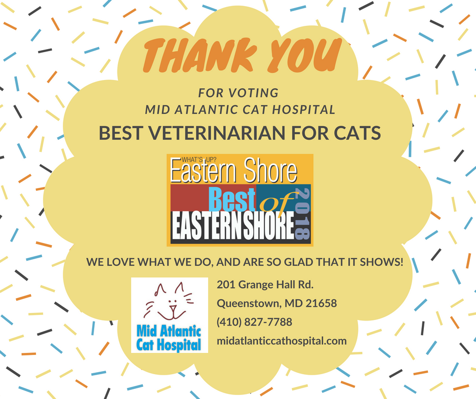 Mid Atlantic Cat Hospital | 201 Grange Hall Rd, Queenstown, MD 21658, USA | Phone: (410) 827-7788