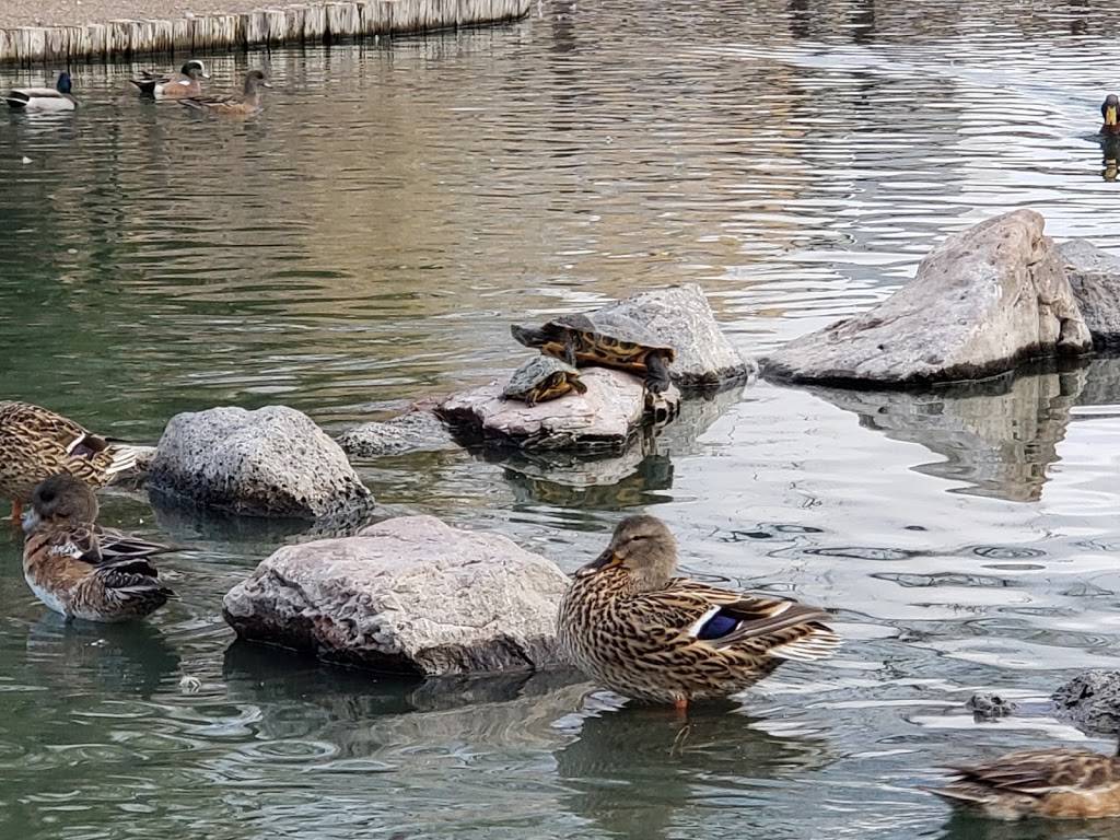 UNM Duck Pond | 1890 Roma Ave NE, Albuquerque, NM 87106, USA | Phone: (505) 277-0111