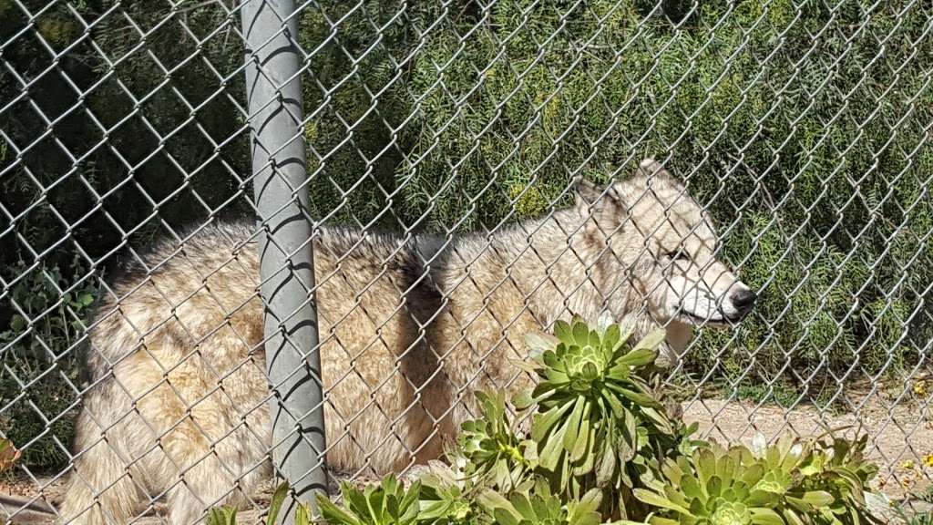 Wildlife Waystation | 14831 Little Tujunga Canyon Rd, Sylmar, CA 91342, USA | Phone: (818) 899-5201