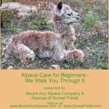Mount Airy Alpaca Company | 3025 S Washington Ave, Titusville, FL 32780, USA | Phone: (301) 514-8659