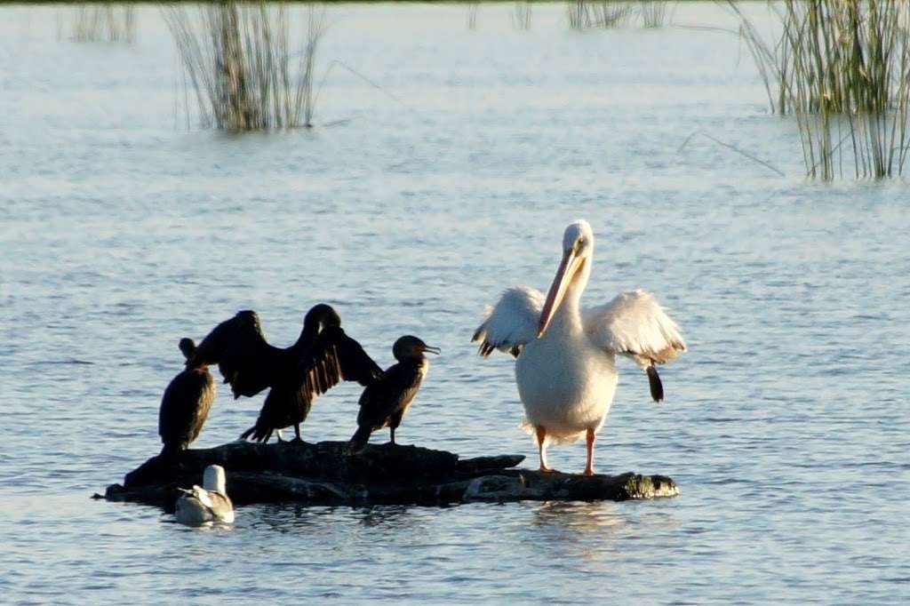 Santa Clara Estuary Natural Preserve | Oxnard, CA 93036, USA