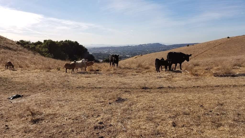 Five Canyons Open Space | 5909 Gold Creek Dr, Castro Valley, CA 94552, USA | Phone: (510) 544-3073