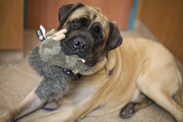 Linwood Pet Hospital | 535 Maple Ave, Linwood, NJ 08221, USA | Phone: (609) 926-5300