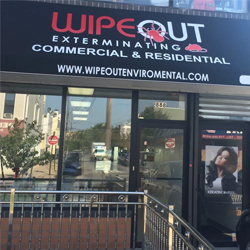 Wipeout Exterminating LLC | 15647 78th St, Howard Beach, NY 11414, USA | Phone: (646) 586-8645