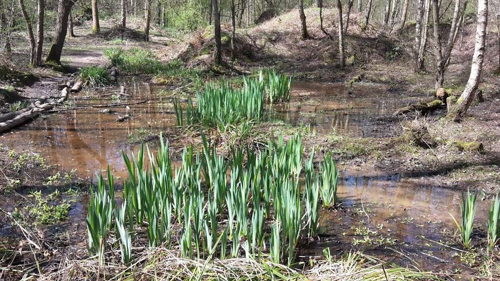 Mardley Heath Nature Reserve | 11 Heath Rd, Welwyn AL6 0TP, UK