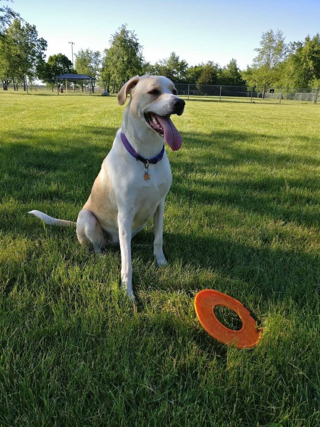 Hound Town Dog Park | Crystal Lake, IL 60014, USA | Phone: (815) 459-0680