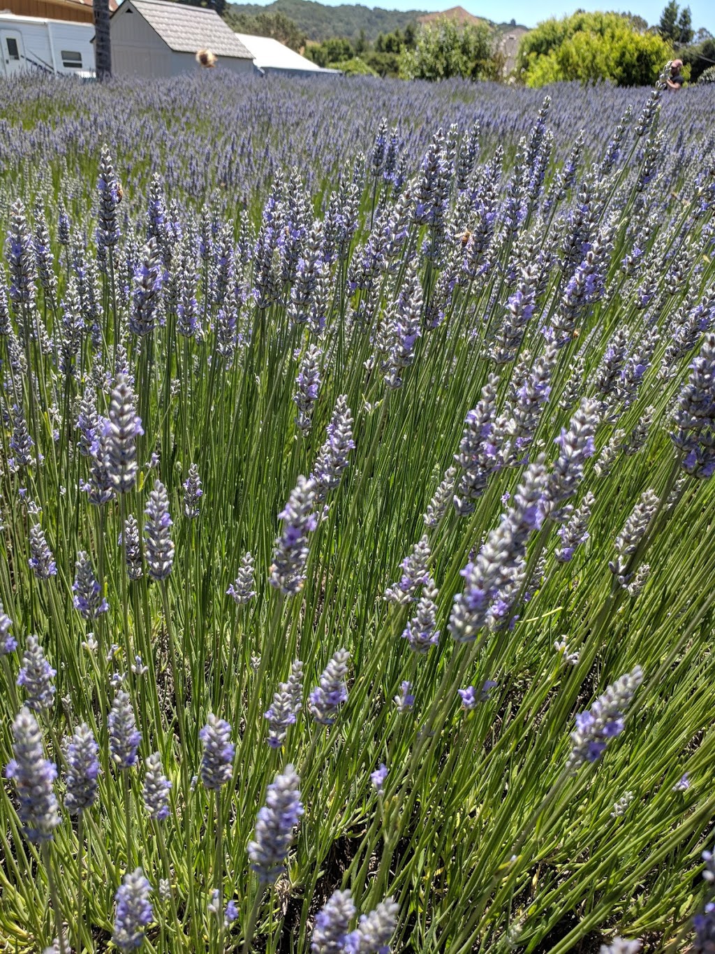 Lavender Bee Farm | 746 Chapman Ln, Petaluma, CA 94952 | Phone: (707) 789-0554