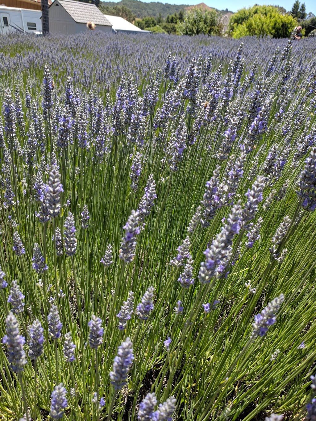 Lavender Bee Farm | 746 Chapman Ln, Petaluma, CA 94952, USA | Phone: (707) 789-0554