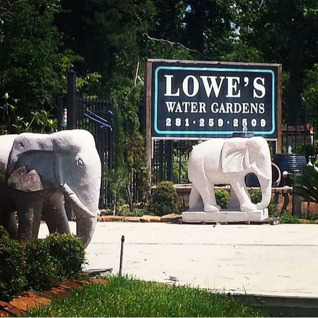 Lowes Water Gardens & Etc | 9700 Farm to Market Rd 1488, Magnolia, TX 77354 | Phone: (281) 259-2509