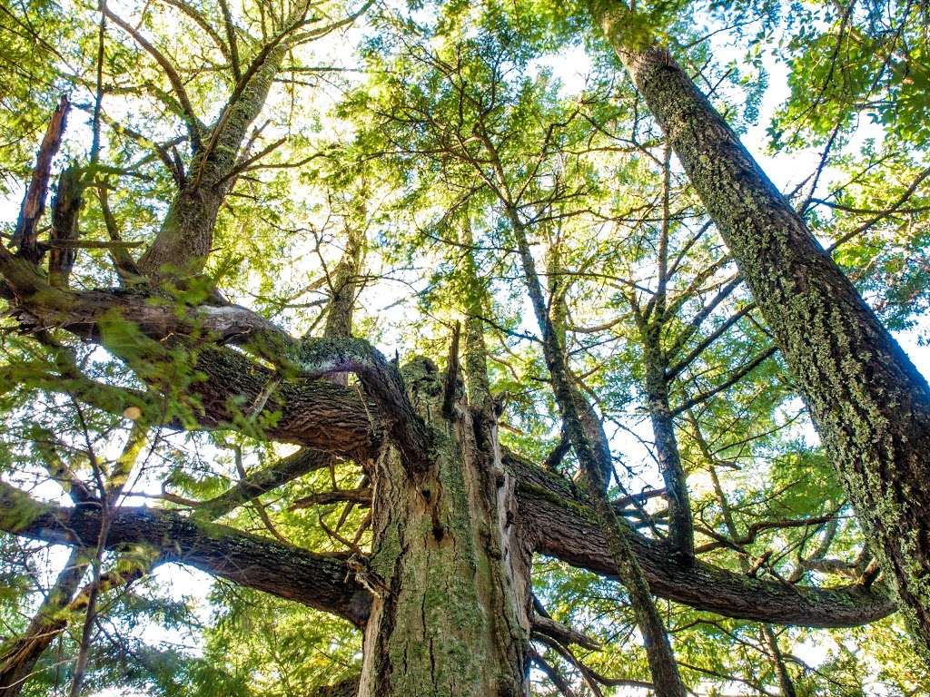 Marbled Murrelet Nesting Area | Sequoia Trail, Boulder Creek, CA 95006, USA