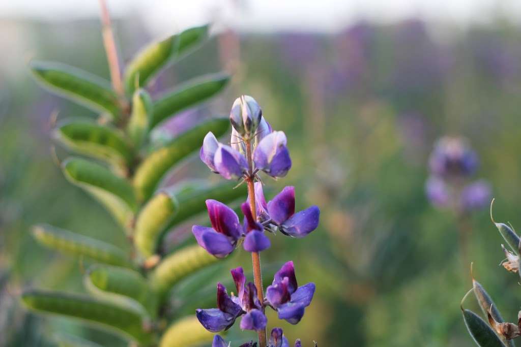 UC Irvine Ecological Preserve | Irvine, CA 92617