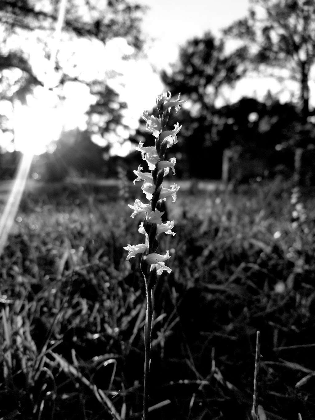 Rosewood Cemetery | Conroe, TX 77301, USA