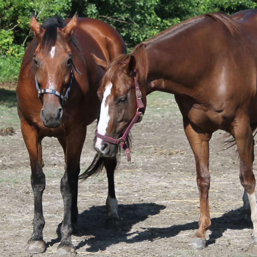 FLORIDA RESEARCH INSTITUTE for EQUINE NURTURING DEVELOPMENT and  | 19801 Sheridan St, Southwest Ranches, FL 33332 | Phone: (954) 492-0168