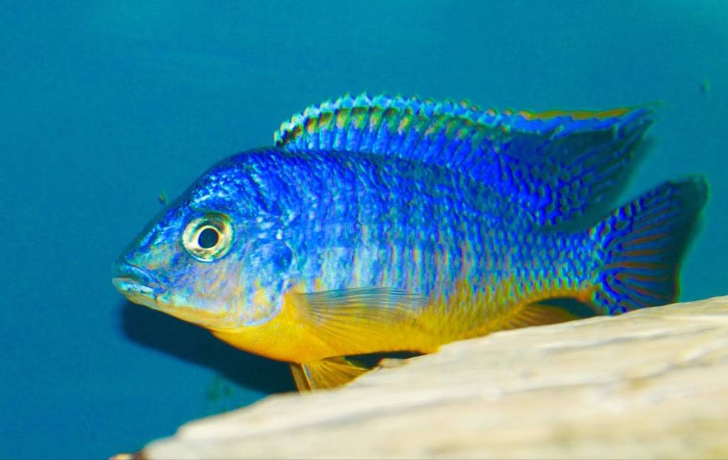 The Wonder Of Cichlids, Llc | Wilmington, MA 01887, USA | Phone: (617) 895-9902