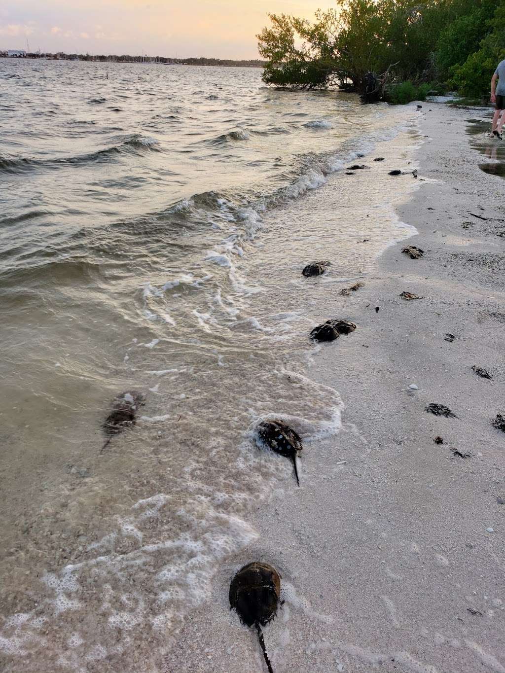 Horseshoe Crab Island | Titusville, FL 32796, USA