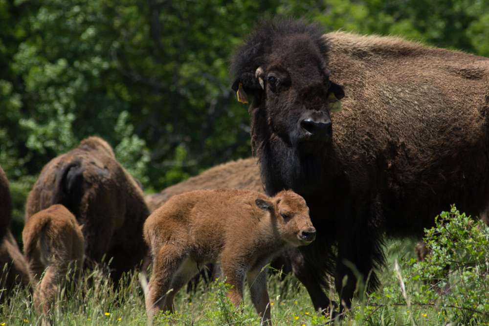 Virginia Bison Company at Cibola Farms | 10075 Stone Bridge Rd, Culpeper, VA 22701, USA | Phone: (540) 212-9455