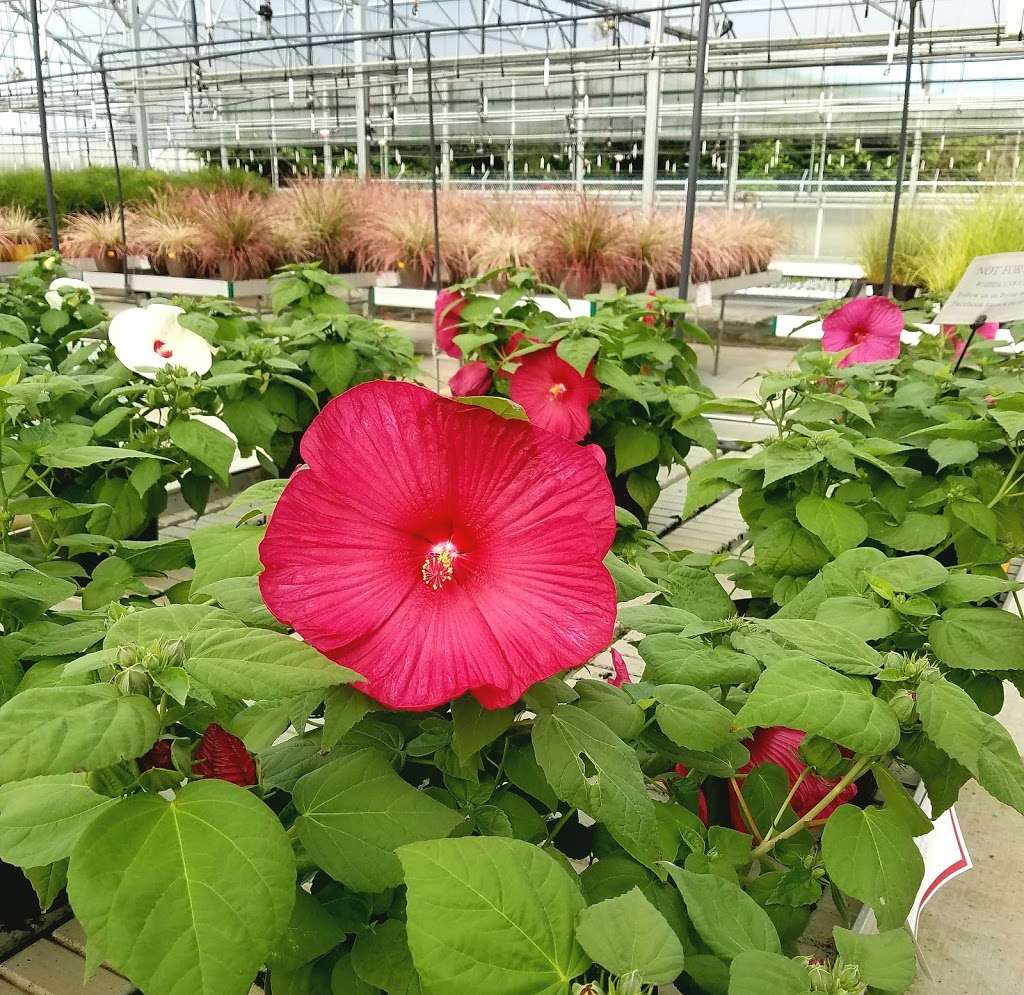 Blooms Greenhouse Growers Outlet | 719 Hupp Rd, La Porte, IN 46350, USA | Phone: (219) 393-3607