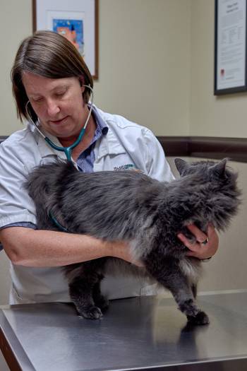 Village Center Veterinary Care | 710 Village Center Dr, Colorado Springs, CO 80919, USA | Phone: (719) 219-8569