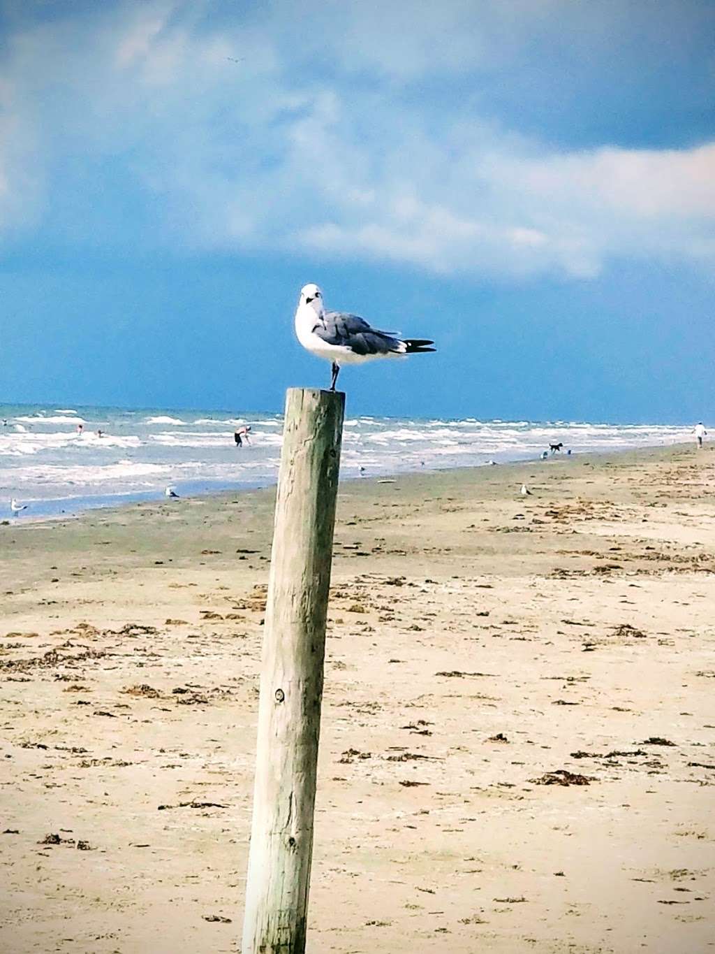 Sea Shell Beach - Pocket Park #3 | 11 Mile Rd & hwy 3005 Galveston, TX 77554, FM3005, Galveston, TX 77554, USA