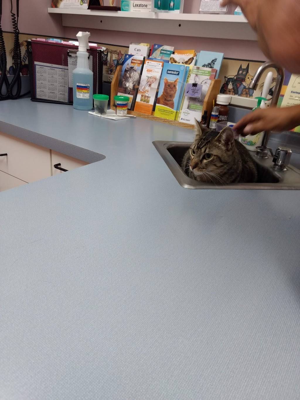 Summer Street Cat Clinic PC | 2323 N Forest Rd, Getzville, NY 14068, USA | Phone: (716) 689-2287