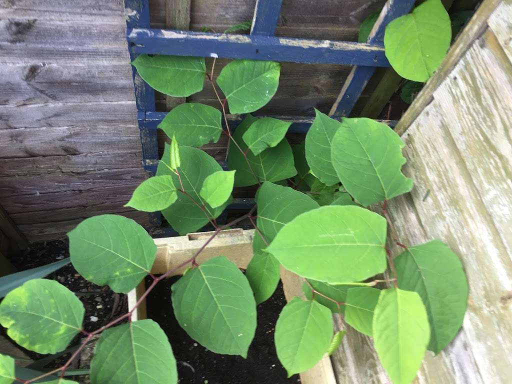 Japanese Knotweed Group | Rose Cottage, Birchwood Lane, Chaldon, Caterham CR3 5DQ, UK | Phone: 01883 336602