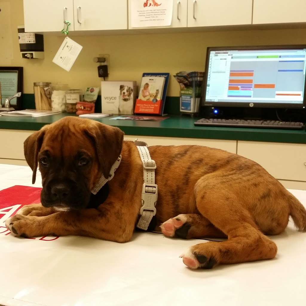 VCA Healthy PAWS Medical Center | 14840 Washington St, Haymarket, VA 20169, USA | Phone: (703) 754-4146 VCA Healthy PAWS Medical Center | 14840 Washington St, Haymarket, VA 20169, USA | Phone: (703) 754-4146