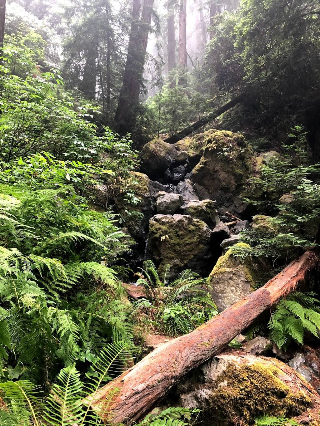 Muir Woods Panoramic trail | 696 Panoramic Hwy, Mill Valley, CA 94941, USA | Phone: (415) 561-2850