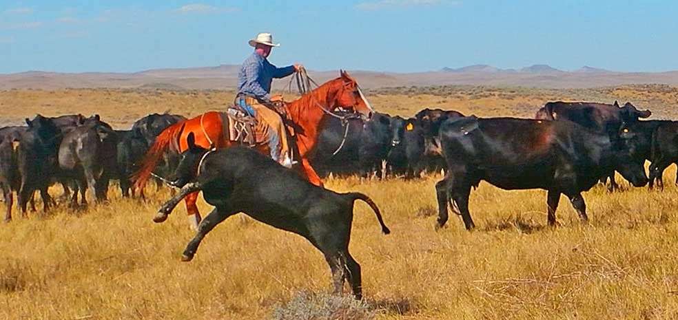 Sundance Horse Ranch | 9825 Masters, Manvel, TX 77578, USA | Phone: (281) 585-8145