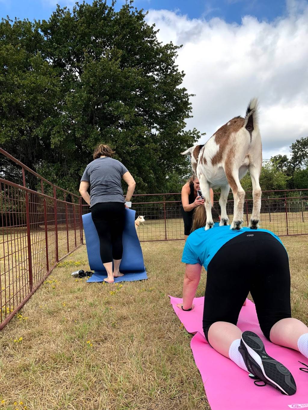 North Texas Goat Yoga | 4508 Colt Dr, Arlington, TX 76017, USA | Phone: (817) 456-5517