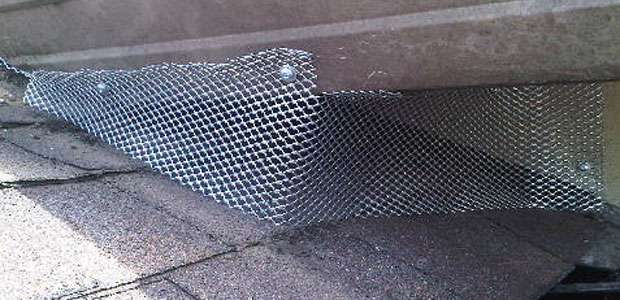 Stinger Pest Control LLC | 10806 Alpine Shore, San Antonio, TX 78254, USA | Phone: (210) 385-9492