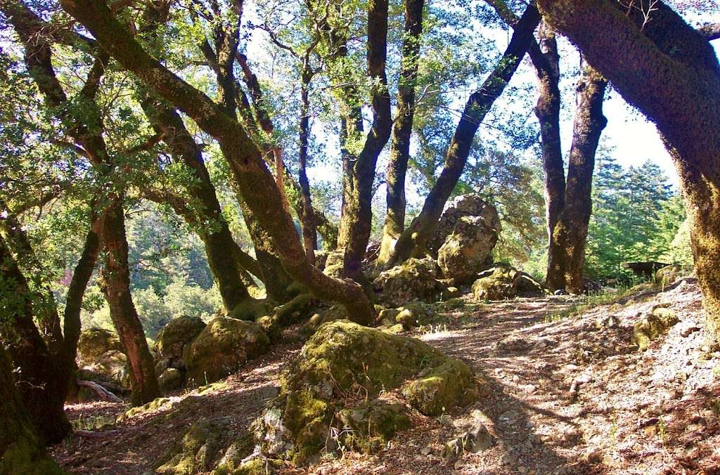 Rock Springs Picnic Area | E Ridgecrest Blvd, Mill Valley, CA 94941, USA